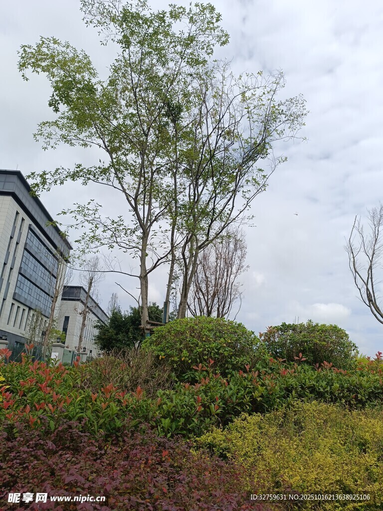 户外绿植与建筑景观