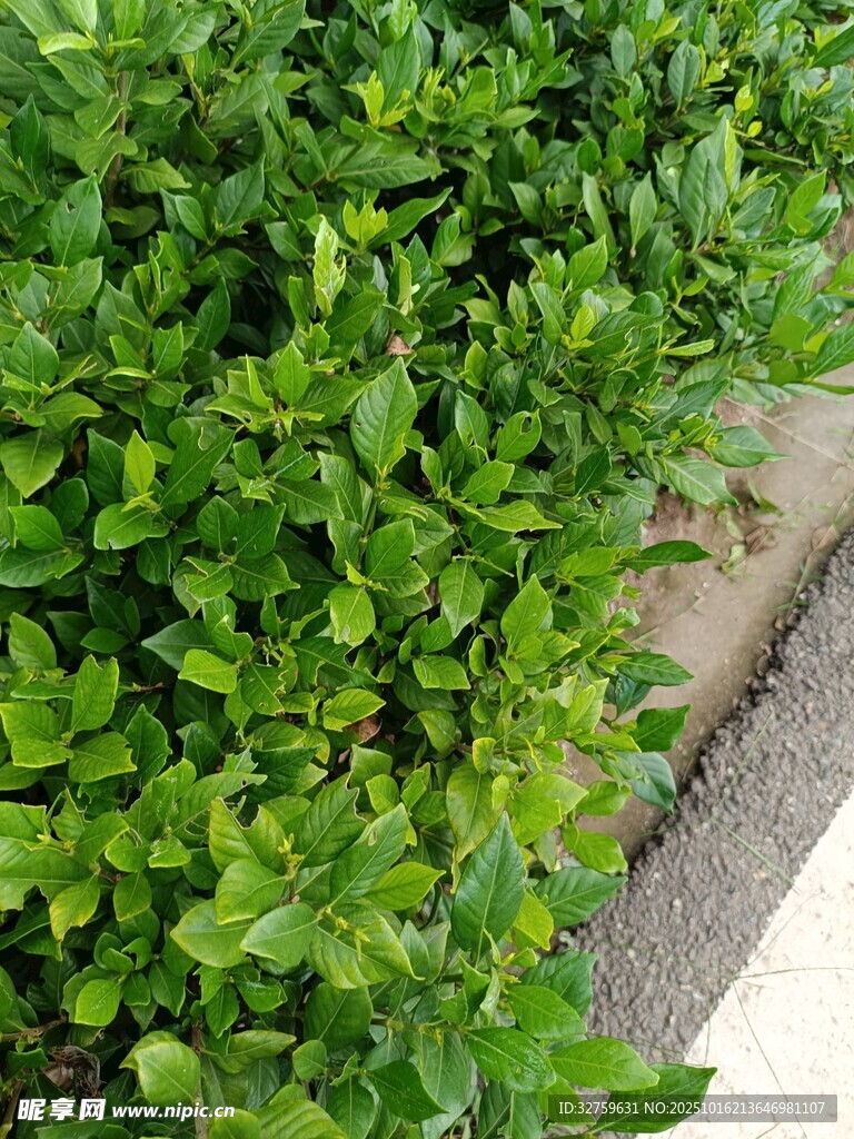 翠绿繁茂的路边灌木丛