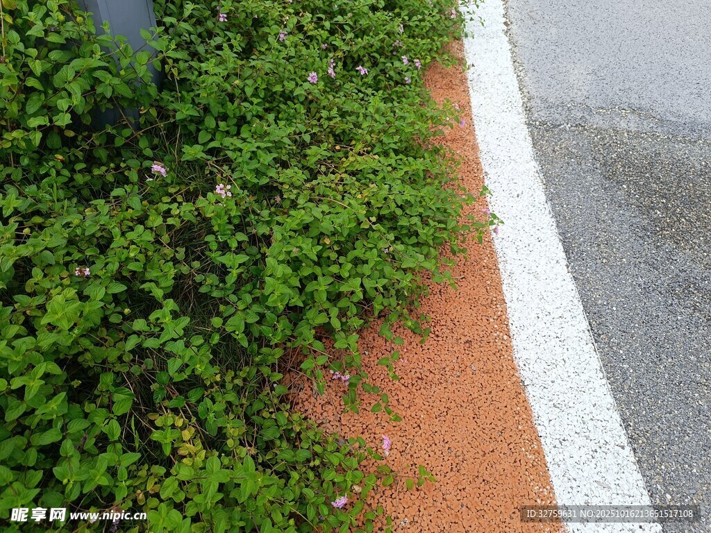 路边绿植与白色分隔线