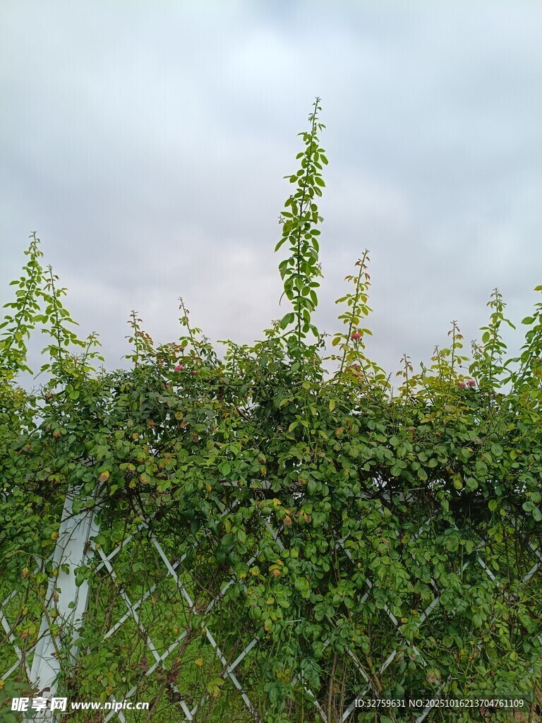 藤蔓攀附围栏绿意盎然