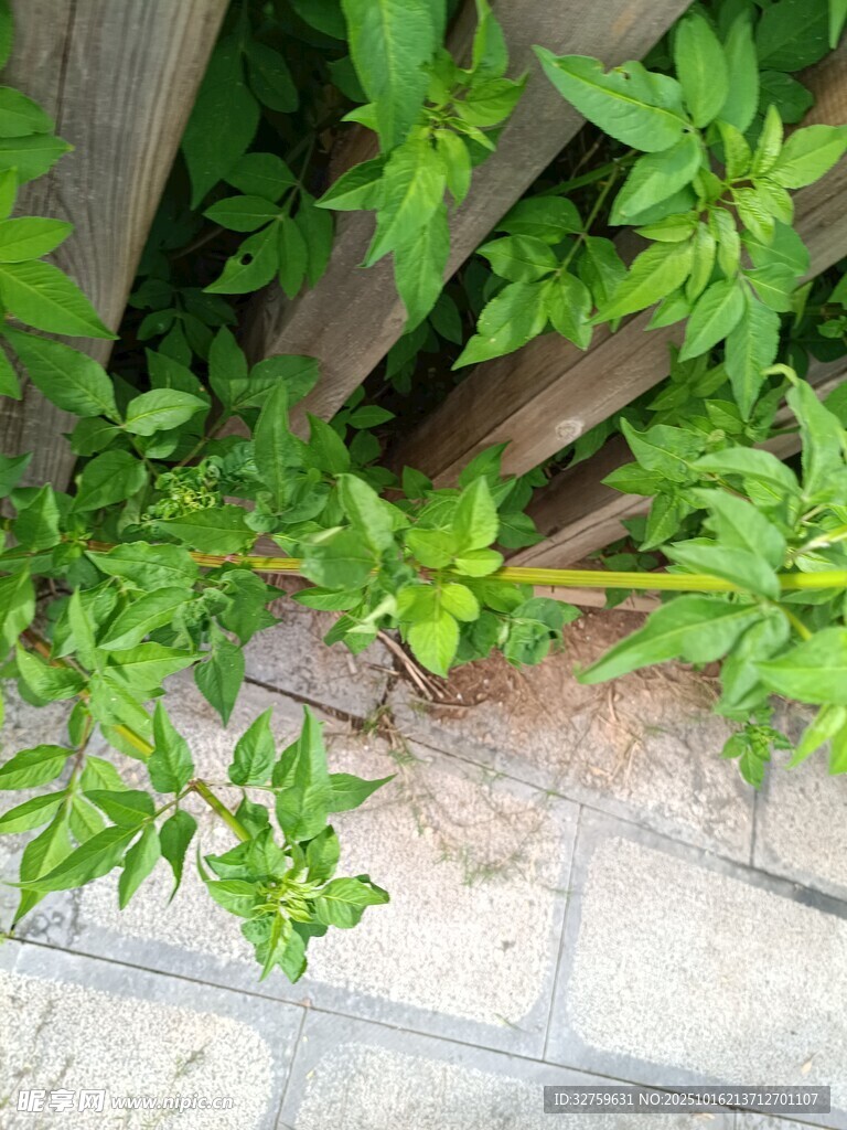 墙边绿植生机盎然