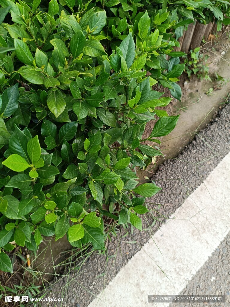 路边翠绿繁茂的灌木丛