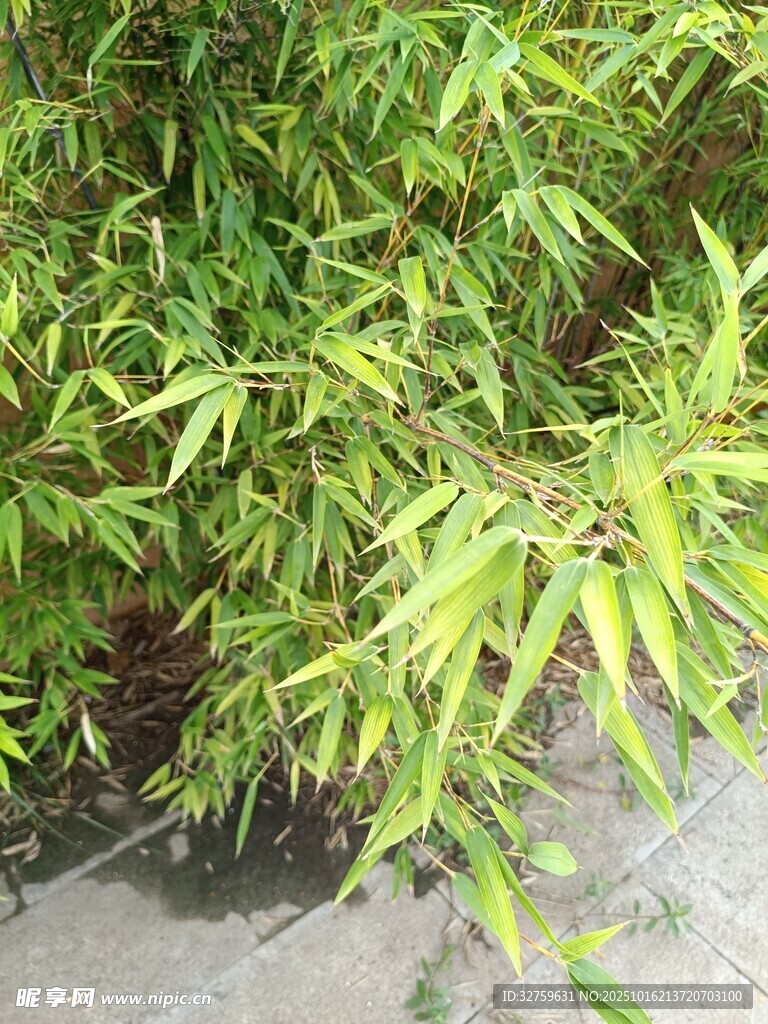 翠绿竹叶生机盎然