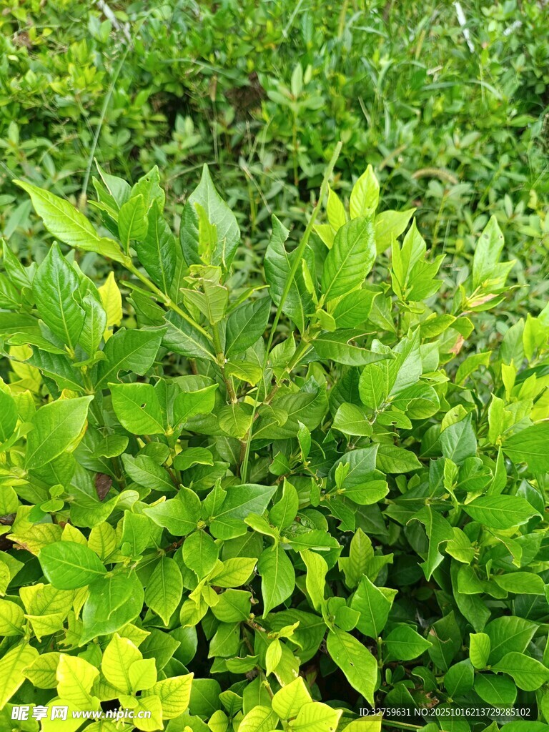 翠绿繁茂的植物景观