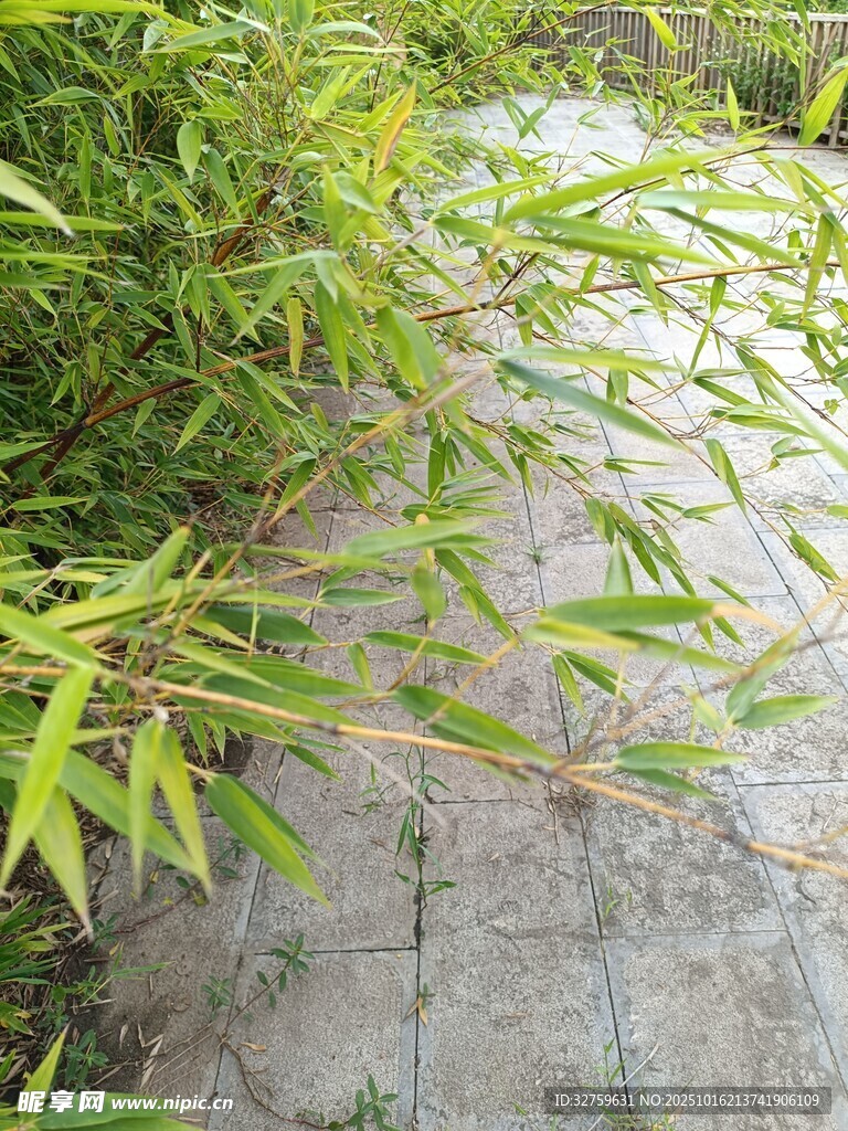 竹叶低垂于石板之上