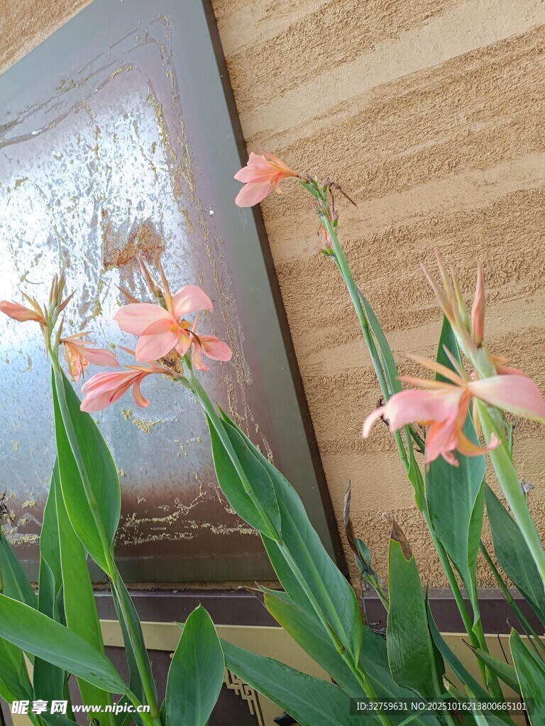 窗边绽放的粉色美丽小花