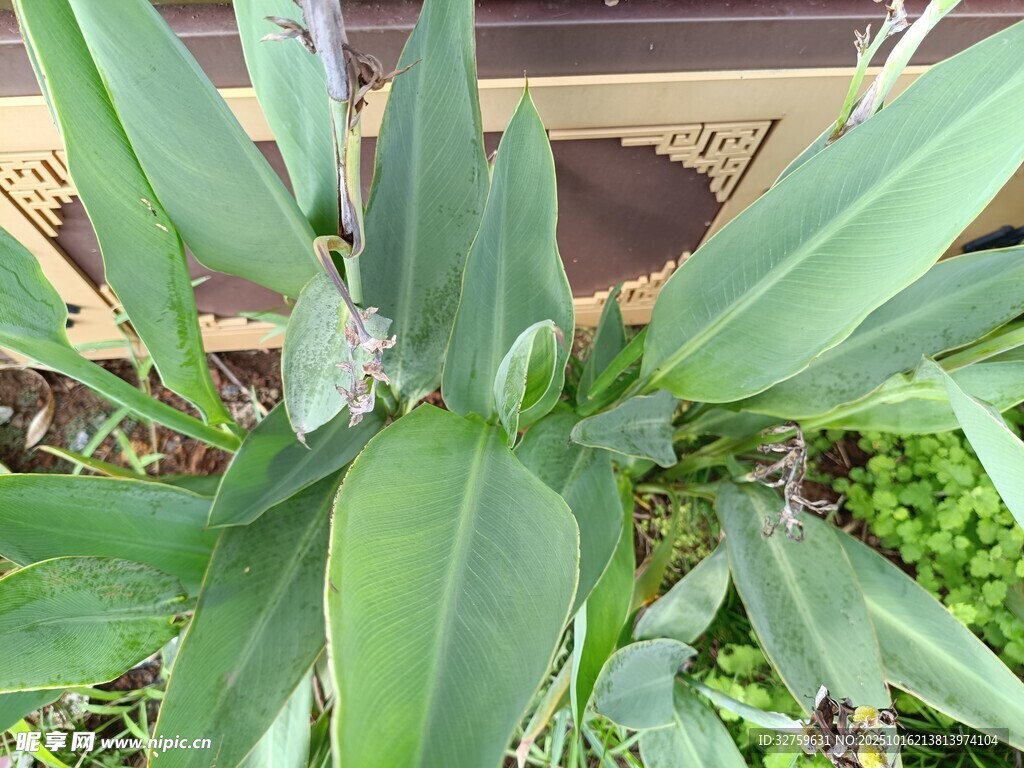 翠绿叶片的清新植物