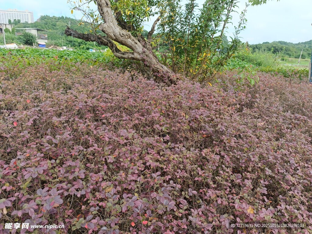 紫色地被植物与倾斜树干