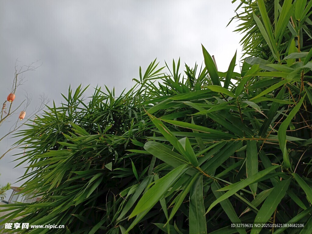 翠绿竹林 
