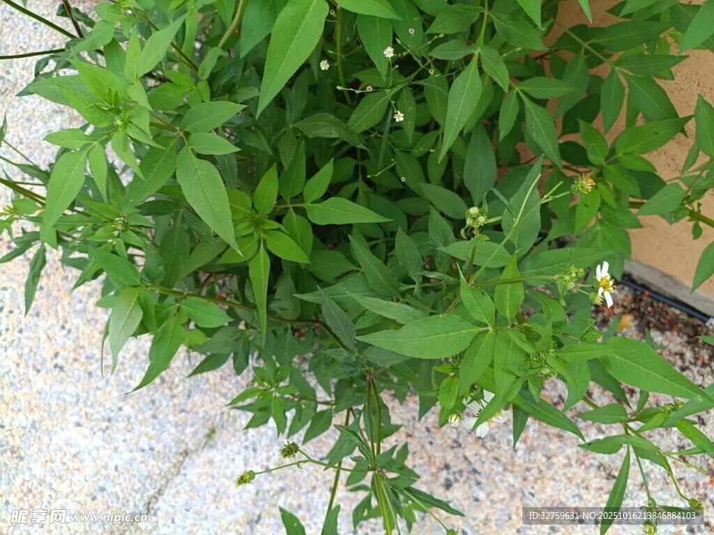 翠绿蓬勃的清新植物