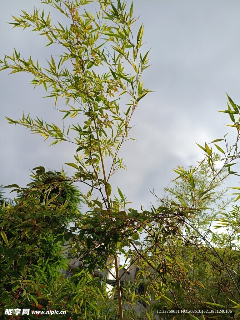 天空下的繁茂绿植