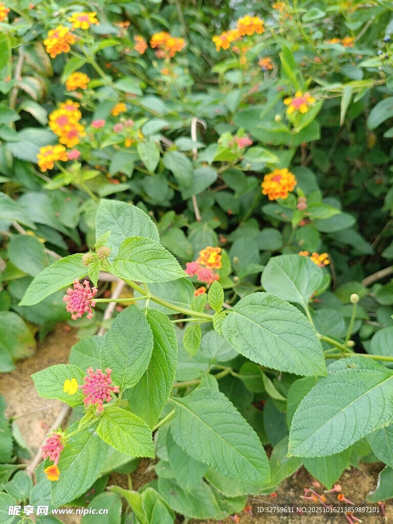 多彩花卉绽放绿意间