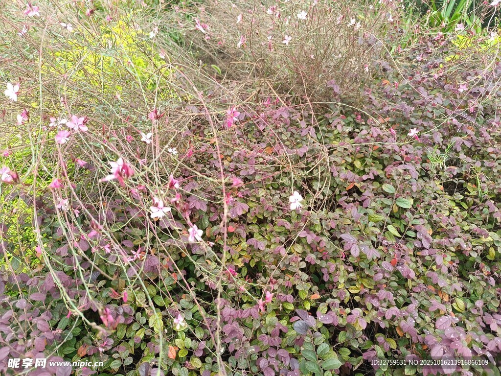 野外繁茂的多彩花草植物