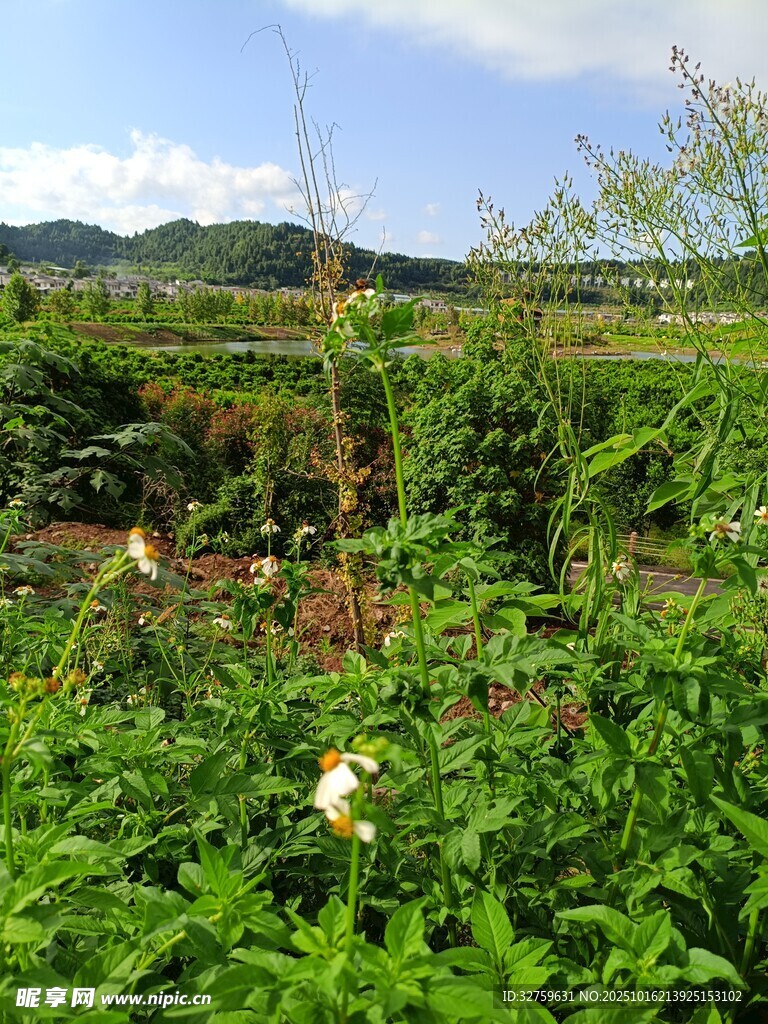 田园绿植景观
