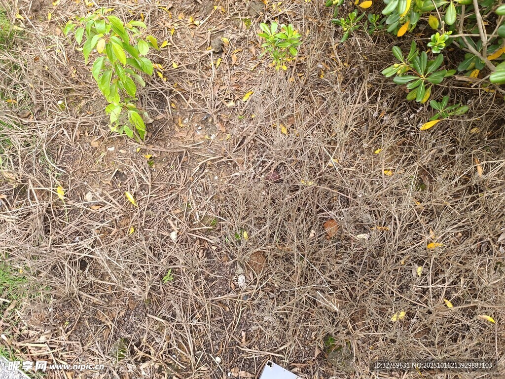 干枯杂草与绿植景观