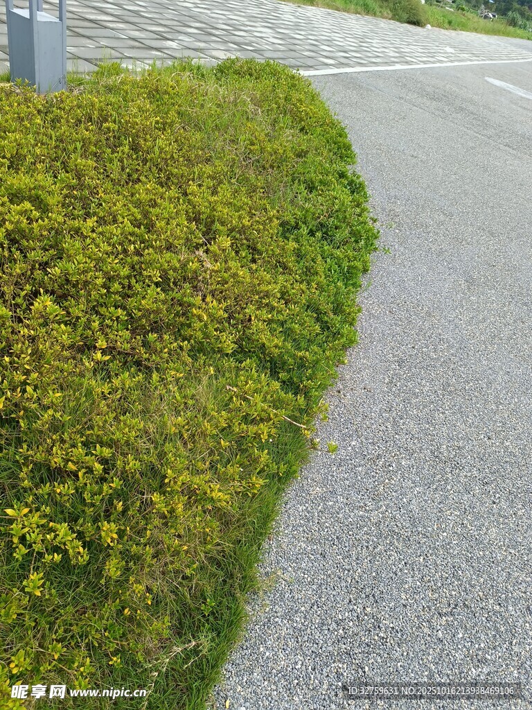 蜿蜒小径旁的葱郁绿植