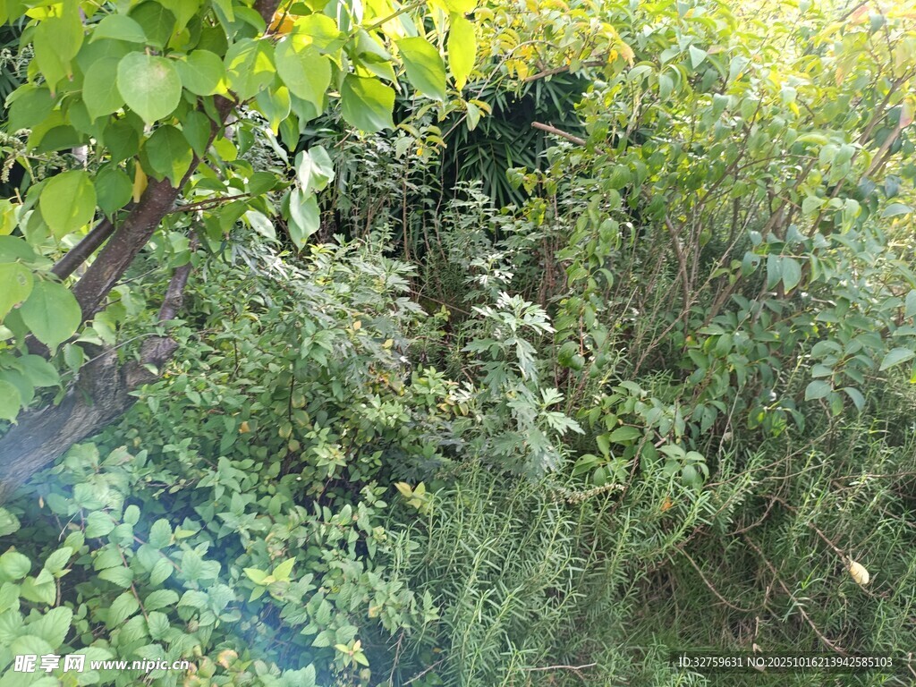 野外繁茂绿植景象