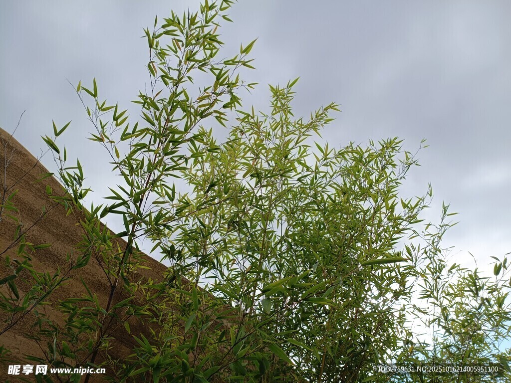 墙边绿植与阴沉天空