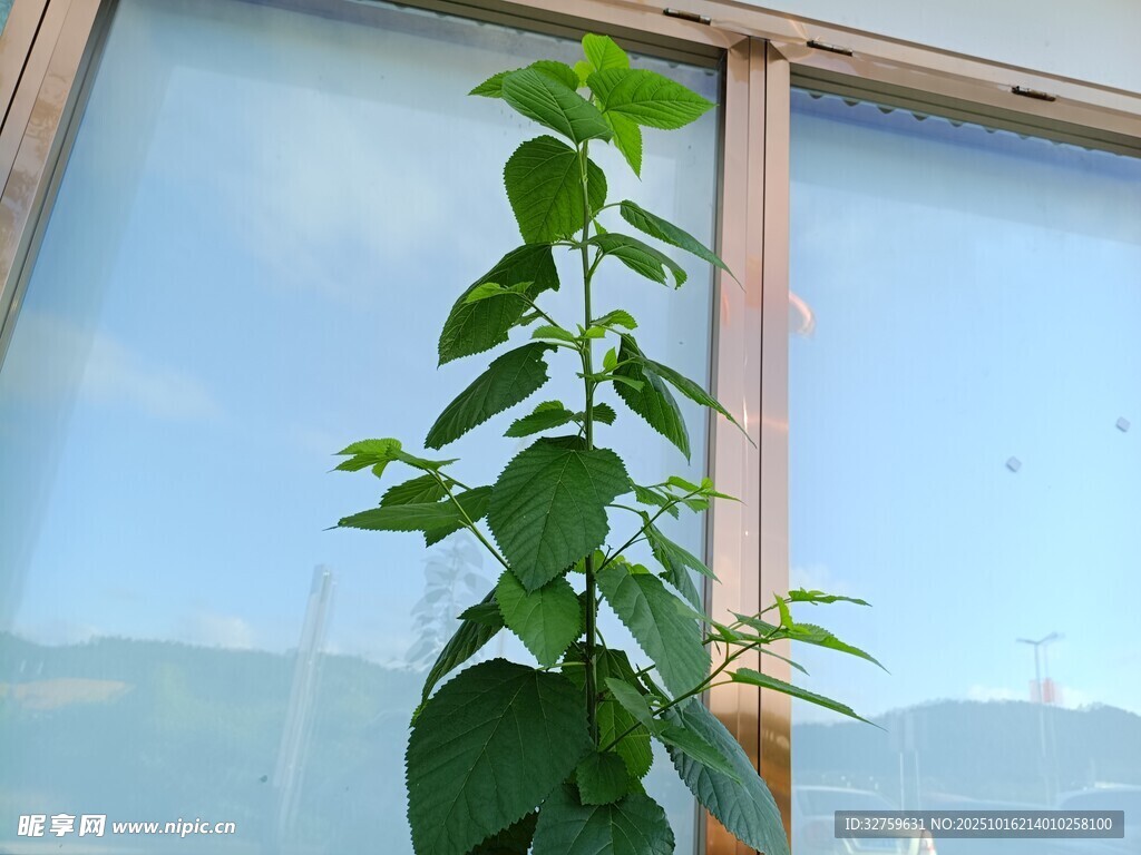 窗边绿植生机盎然