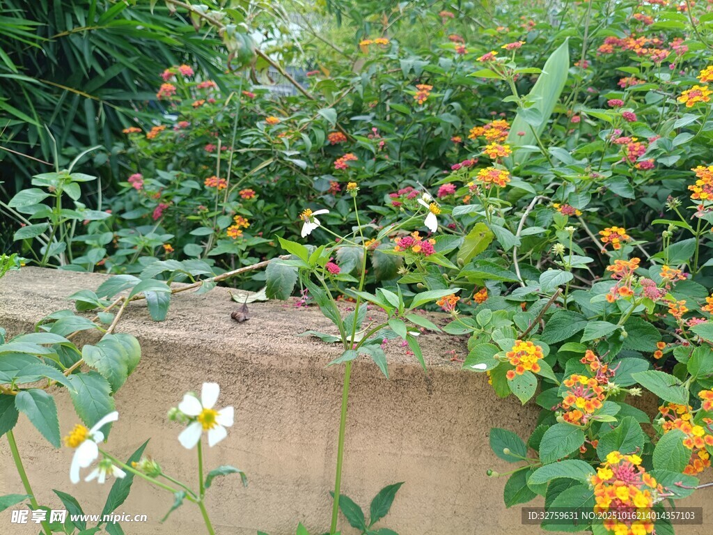 墙边绽放的多彩花卉
