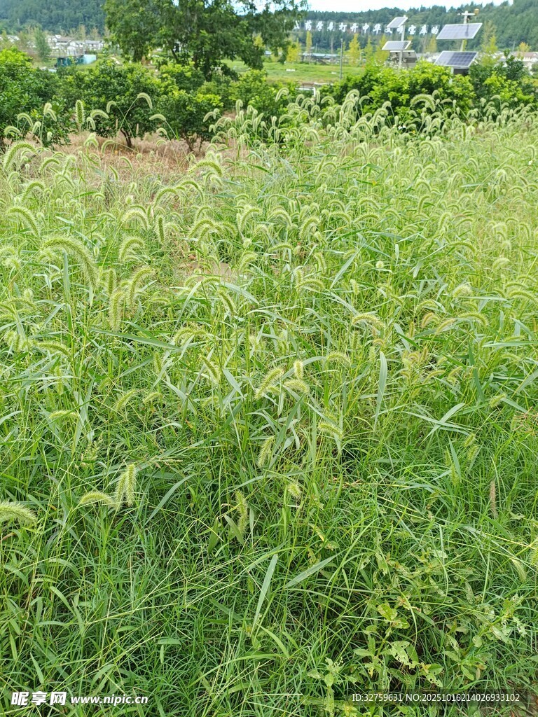野外茂盛的绿色杂草景观