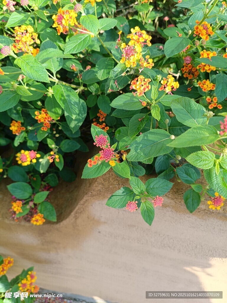 多彩花卉植物景观