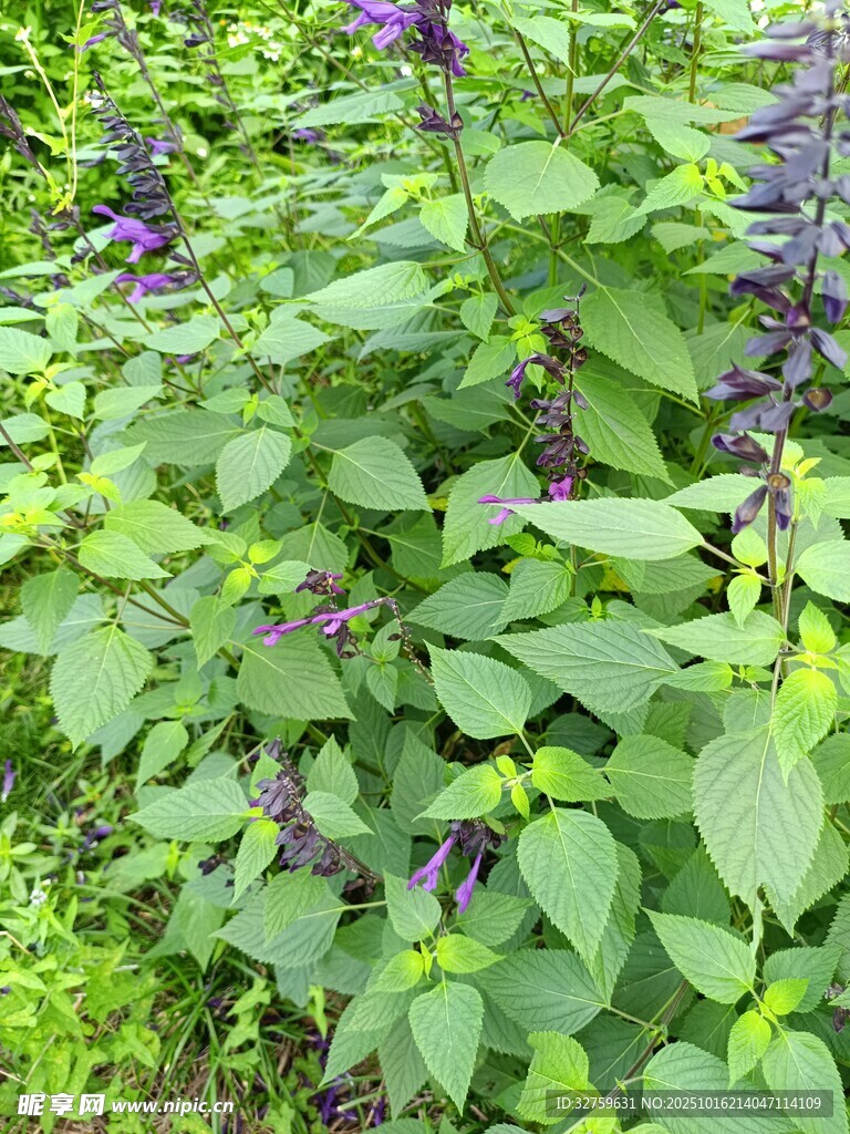 紫色花卉植物绿意盎然