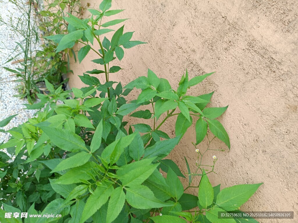 墙边翠绿植物生机勃勃