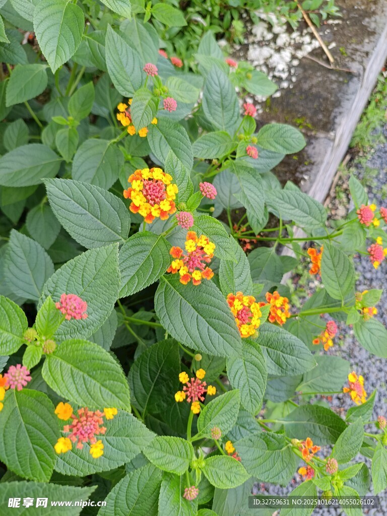 多彩花卉绽放绿意间
