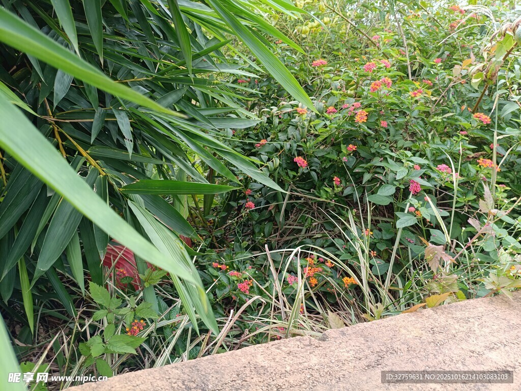 绿叶丛中的鲜艳小花