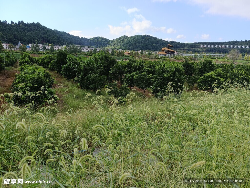 广袤绿野