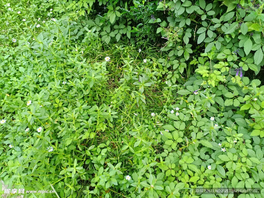 翠绿繁茂的地面绿植景观