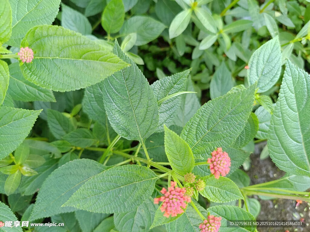绿叶间的粉色小花