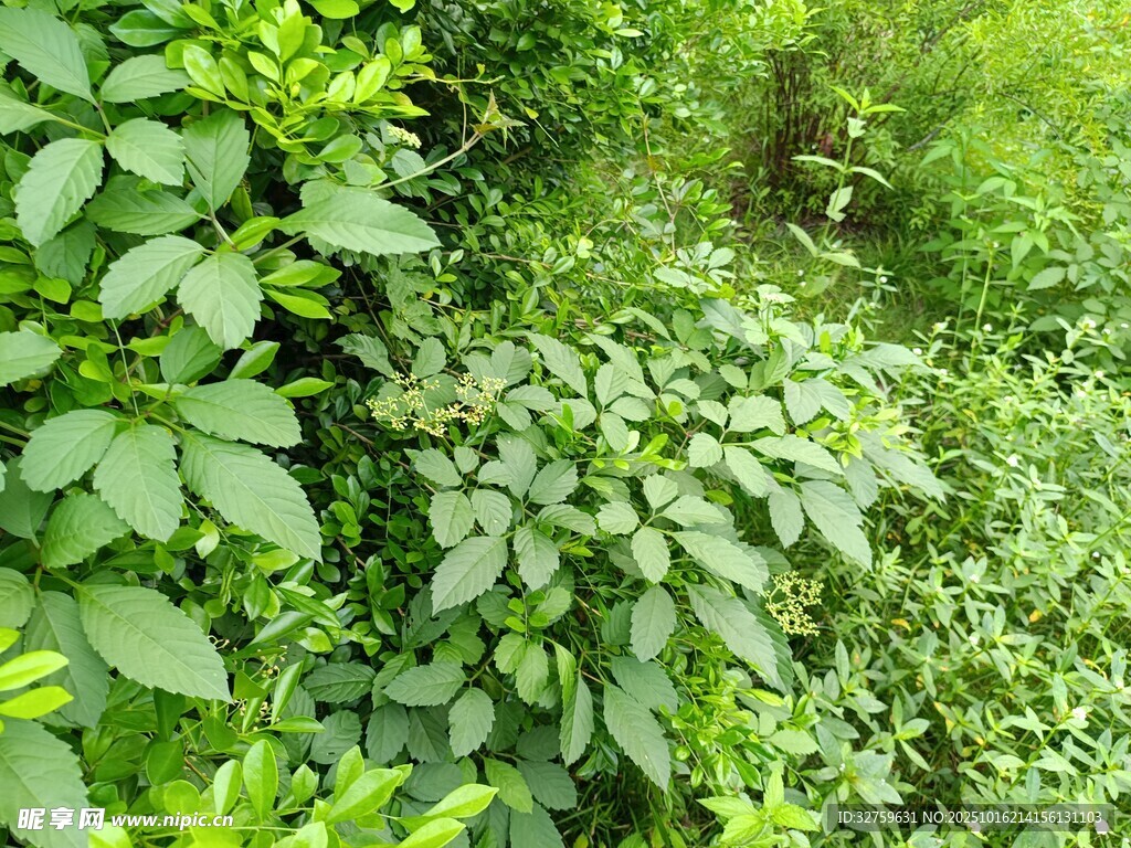 繁茂绿植景观