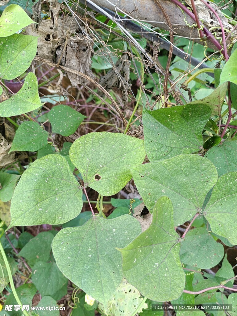 绿叶繁茂的地面植物