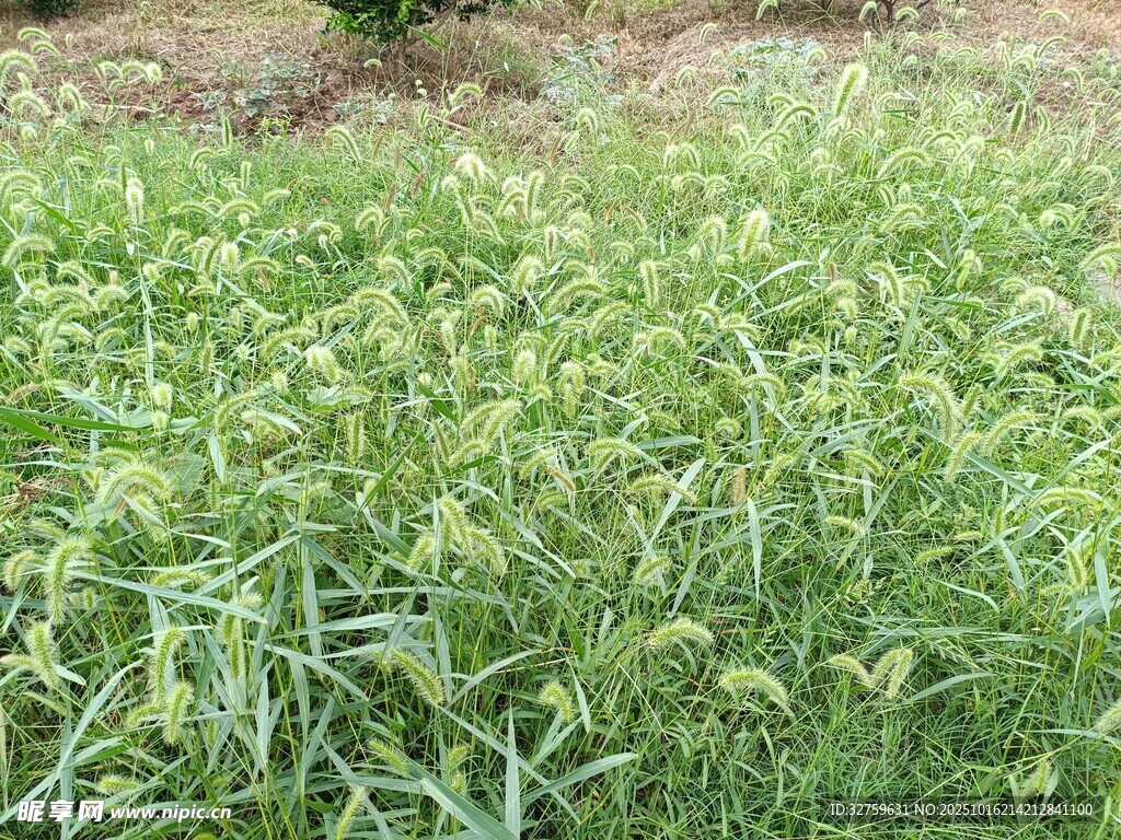 田野中的嫩绿植物