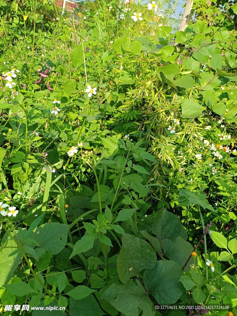 绿意盎然的繁茂植物景观