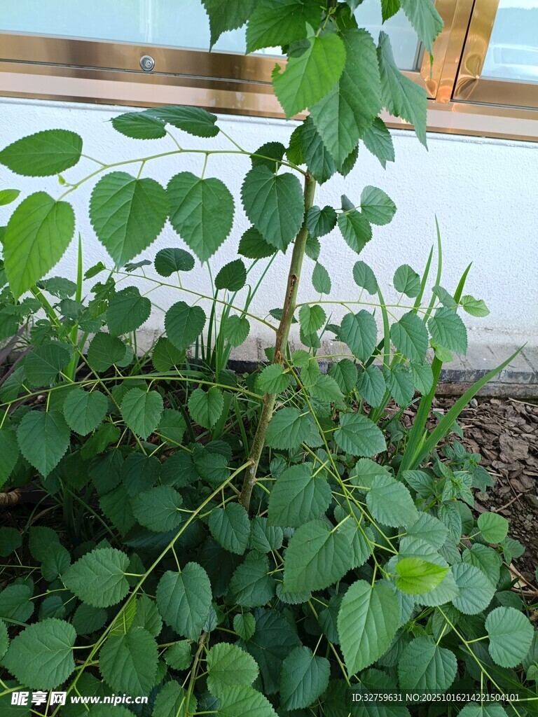窗边绿植 
