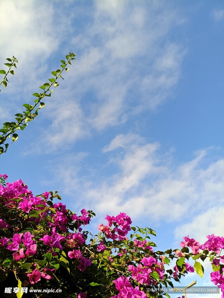 蓝天繁花