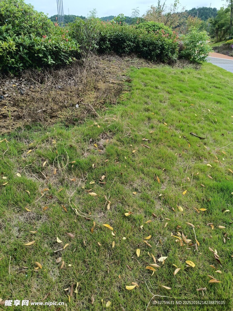 户外翠绿草坪与绿植景观