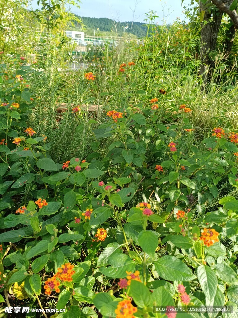 繁花盛开的绿色植物景观