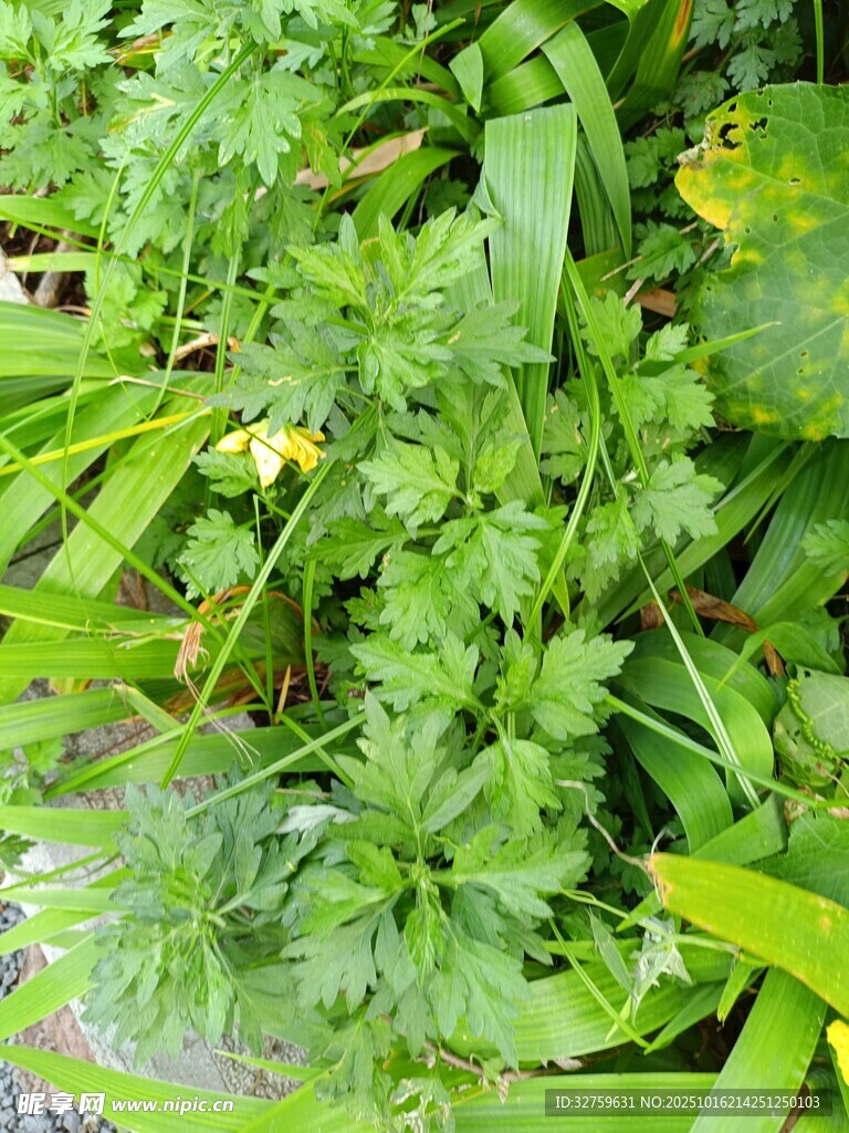 翠绿鲜嫩的多种蔬菜植物