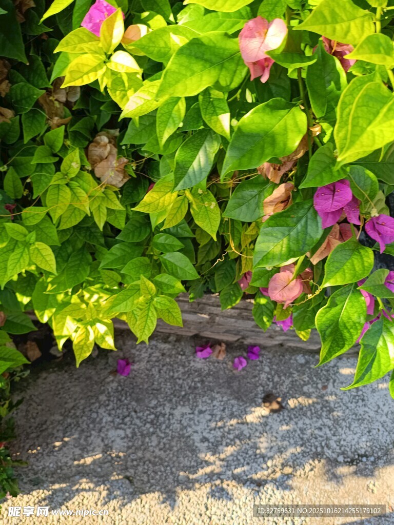 绿叶间绽放的娇艳花朵