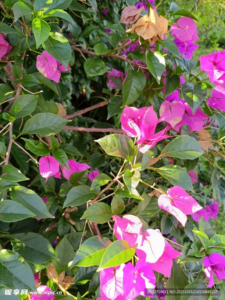 娇艳绽放的粉色花卉