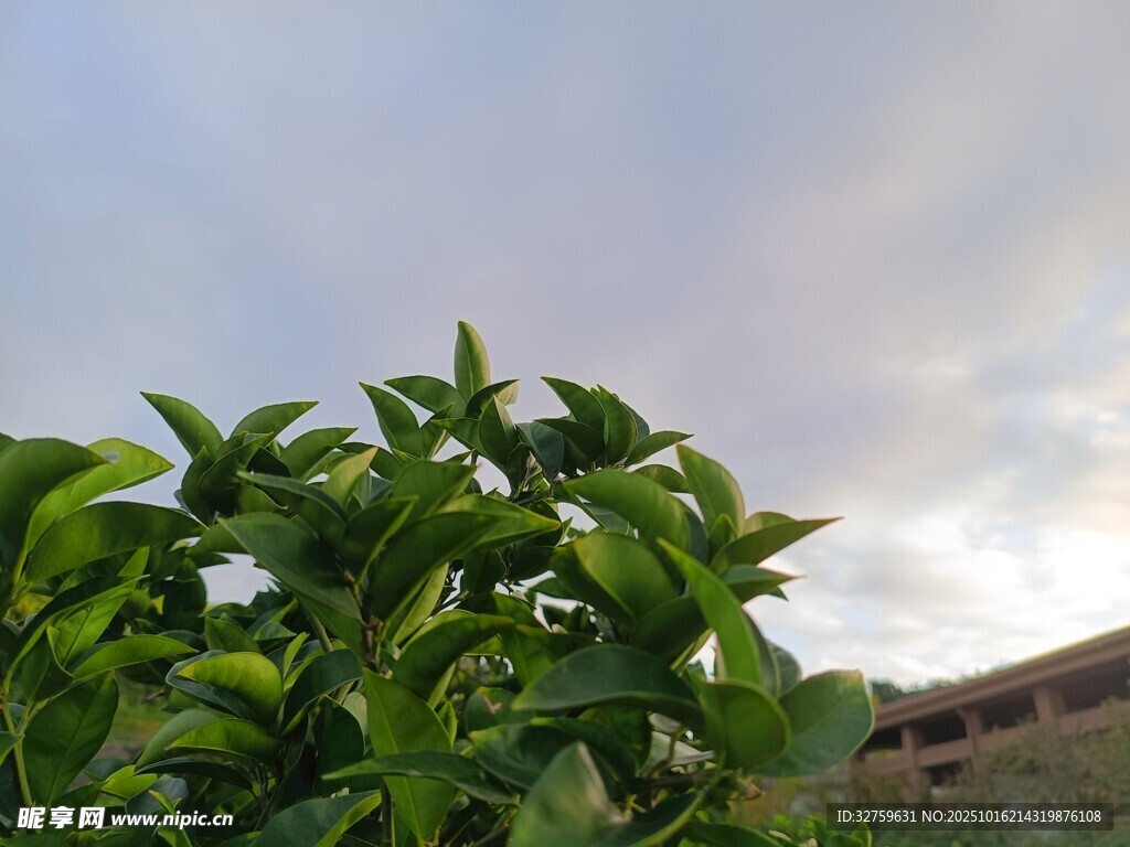 绿叶映天景