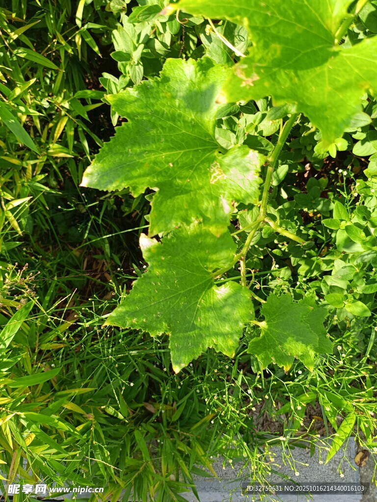 翠绿叶片