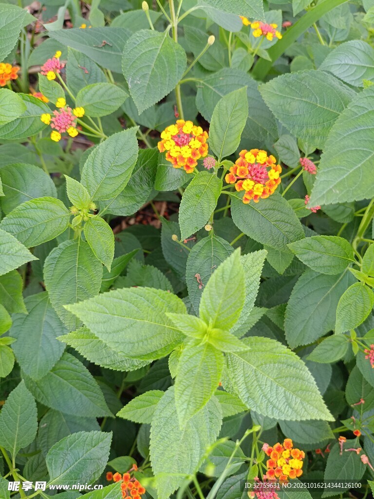 多彩马缨丹花卉特写