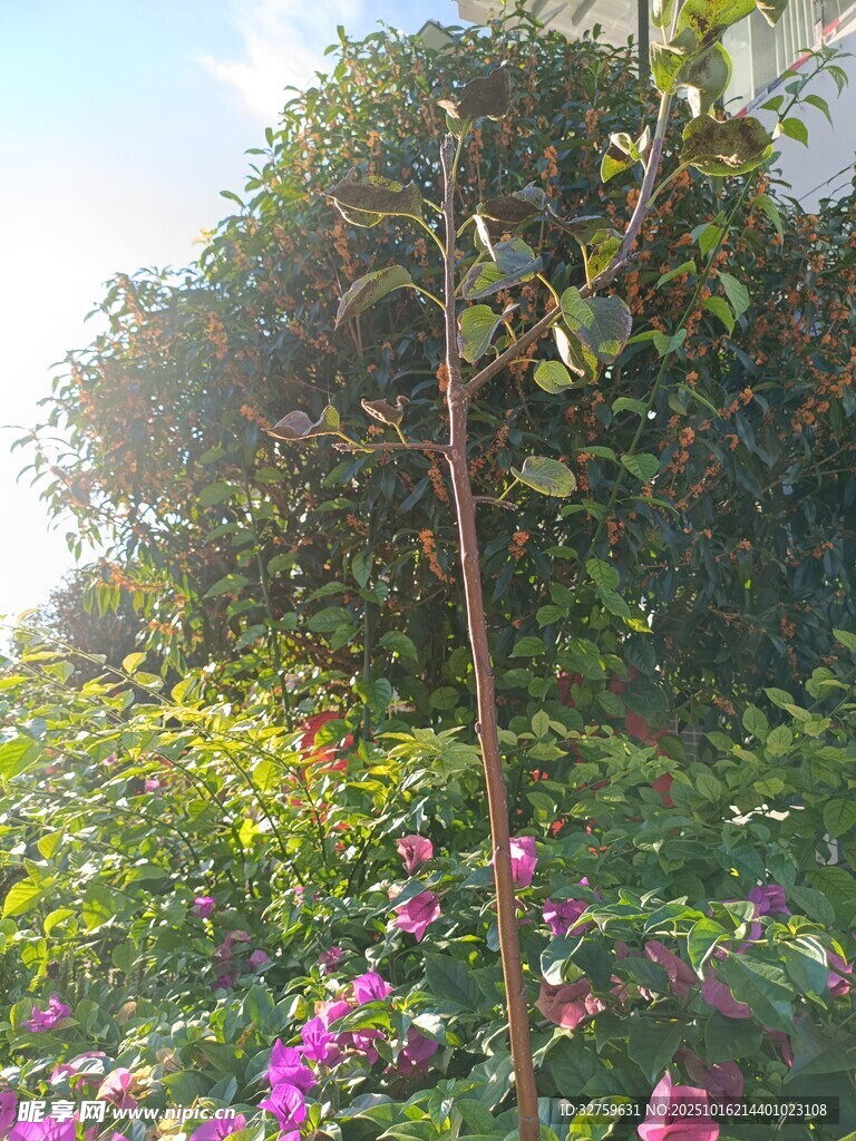 阳光下的花草树木景观