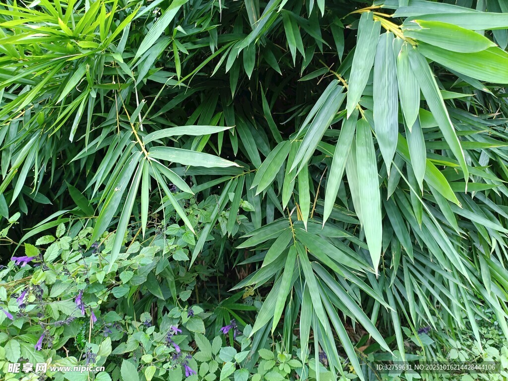 翠绿竹叶与繁茂植物景观