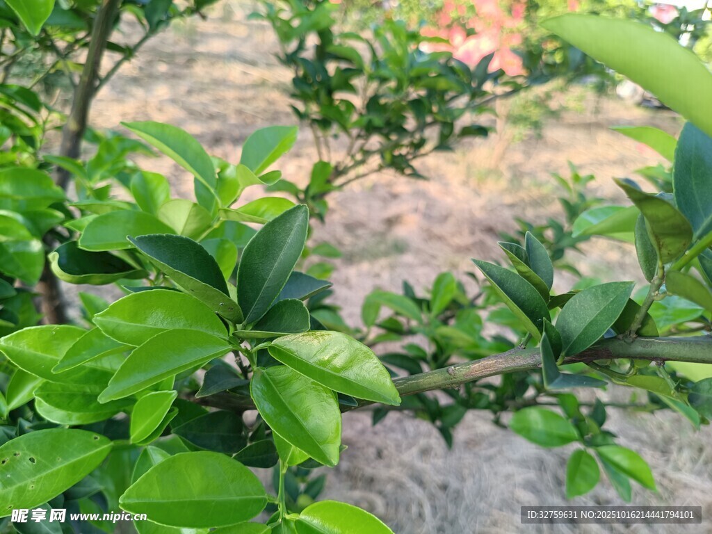翠绿枝叶的生机景象